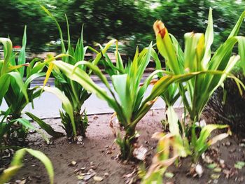 Close-up of fresh plants