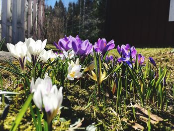 Close-up of purple crocus flowers on field
