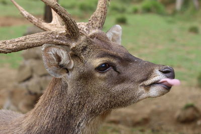 Close-up of deer