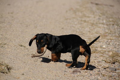 Black dog looking away on land