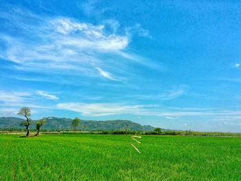 Scenic view of agricultural field against blue sky