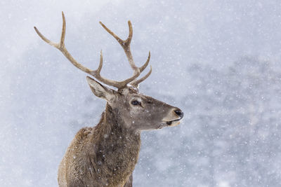 View of deer on snow