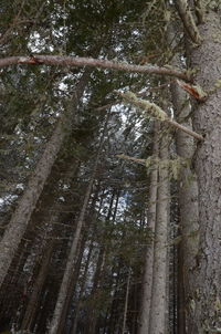 Low angle view of trees in forest