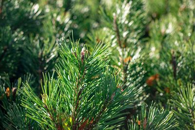 Close-up of pine tree