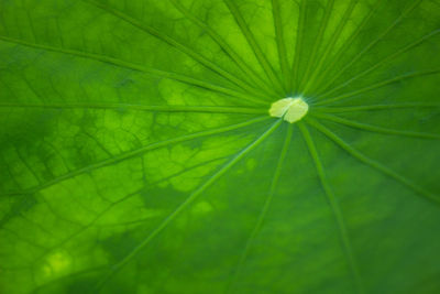 Full frame shot of green leaf