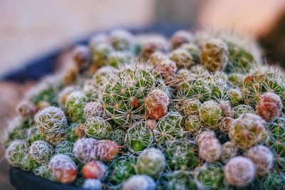 Close-up of cactus