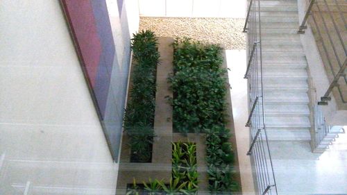 Ivy growing in building