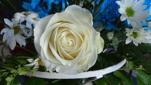 Close-up of white roses