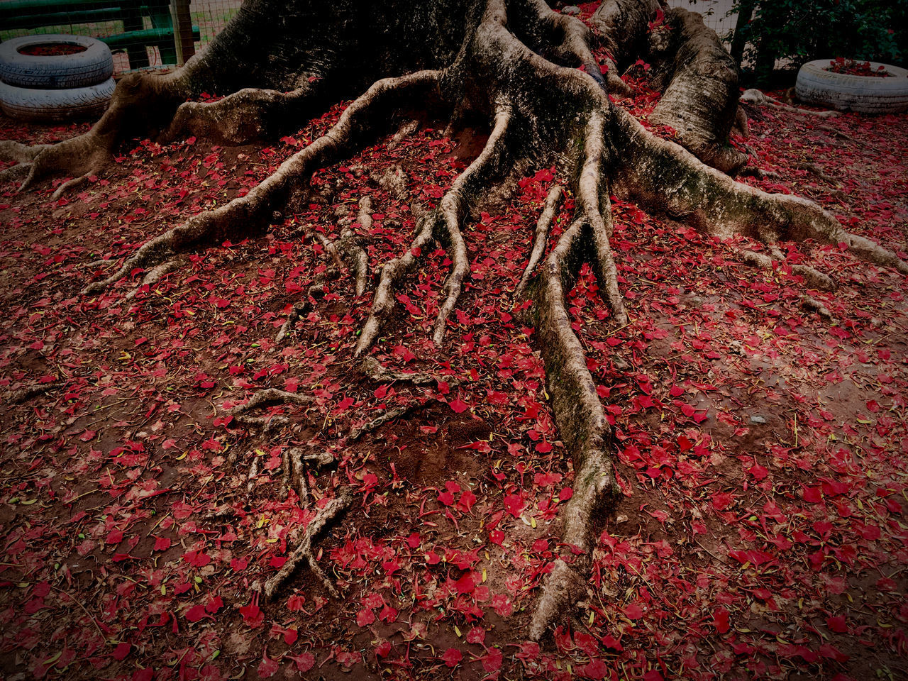 HIGH ANGLE VIEW OF A RED FLOWER