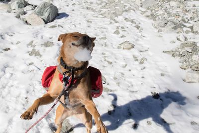 High angle view of dog on field during winter