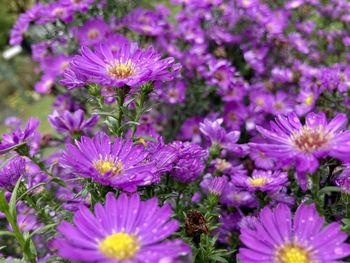 Close-up of purple flowering plants