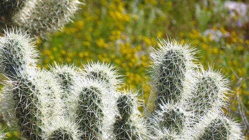 Close-up of succulent plant