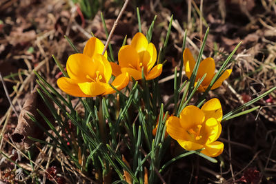 Close-up of yellow crocus flowers on field