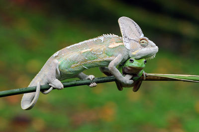 Close-up of lizard on branch