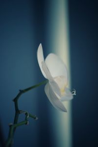 Close-up of white flower blooming outdoors