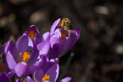 Close-up of bee pollinating on purple crocus