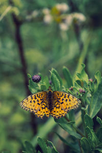 Close-up of butterfly pollinating flower