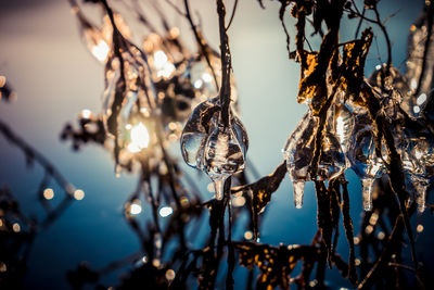 Close-up of frozen plants during winter