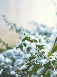 Close-up of snow covered plant against sky