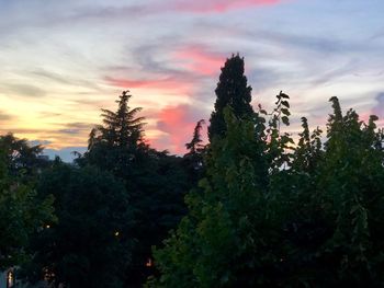 Low angle view of trees against sky during sunset