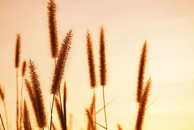 Close-up of crops against clear sky