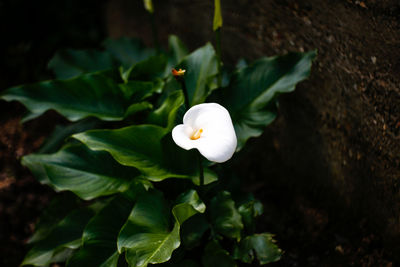 Close-up of white flowering plant