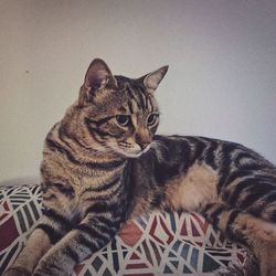 Close-up portrait of cat relaxing at home