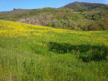 Scenic view of field against sky