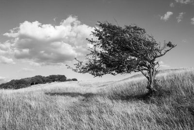 Tree on field against sky