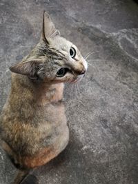 Close-up of a cat looking away