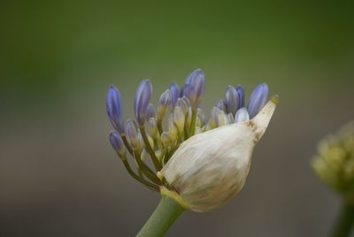 Close-up of purple flower buds