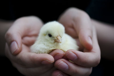 Cropped hands holding chicken