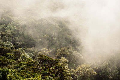 Scenic view of foggy forest