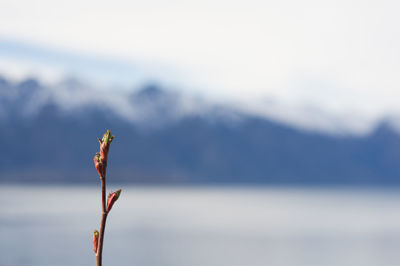Close-up of plant against blurred background