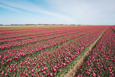 Scenic view of flowering plants on field against sky