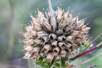 Close-up of wilted plant