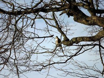 Low angle view of bare trees against sky