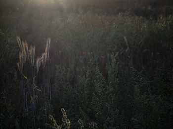 Close-up of plants growing on land