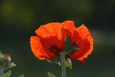 Close-up of red flower against blurred background