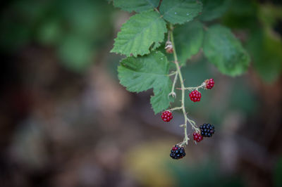 Close-up of red berries growing on tree