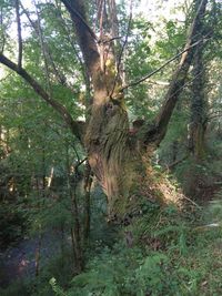 Trees in forest