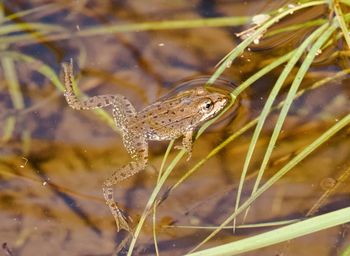 Close-up of lizard