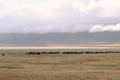 A herd of wildebeest, tanzania