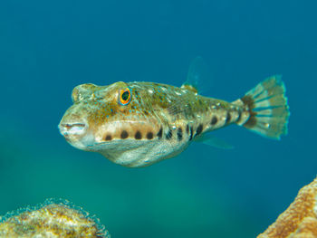 Close-up of fish swimming in sea