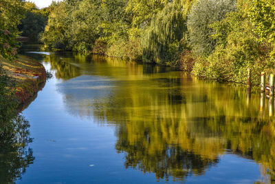 Scenic view of lake in forest