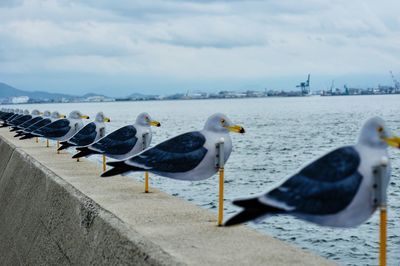 Birds perching on beach against sky