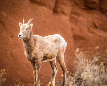 Portrait of big horn sheep standing outdoors