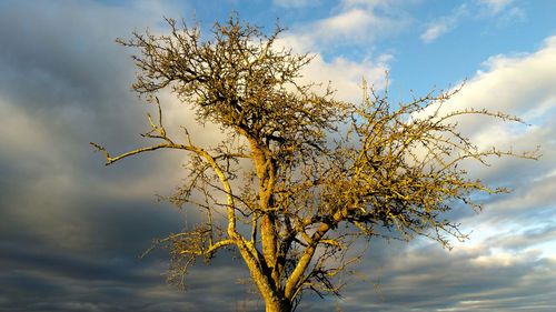 Low angle view of flowering tree against sky