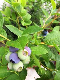 Close-up of berries growing on plant