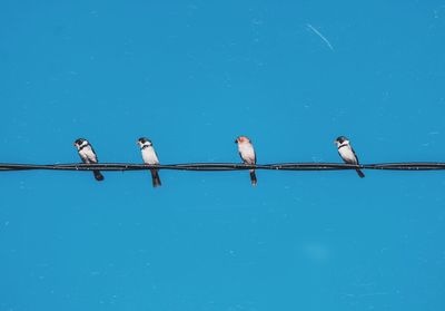 Low angle view of birds perching on cable against blue sky